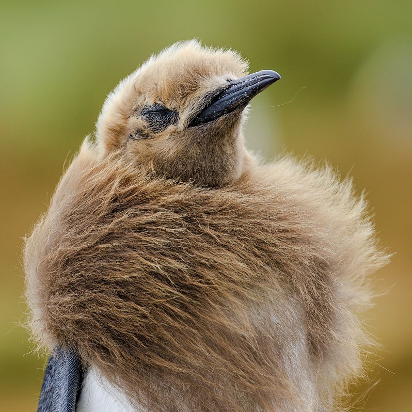 Moulting