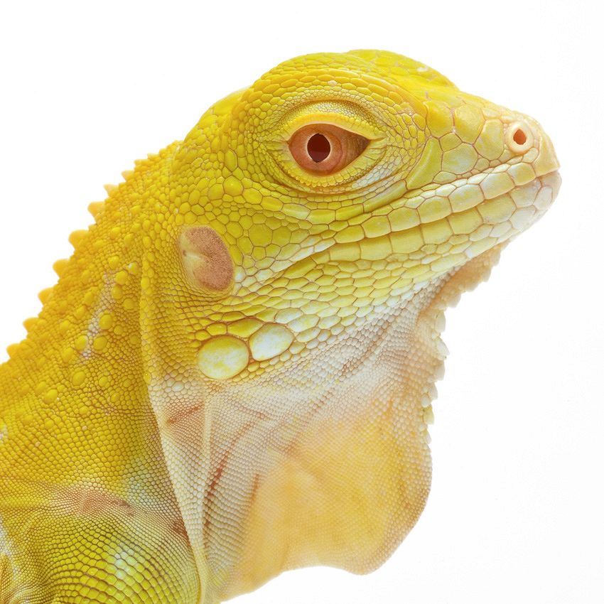 Incroyables animaux : jaunes