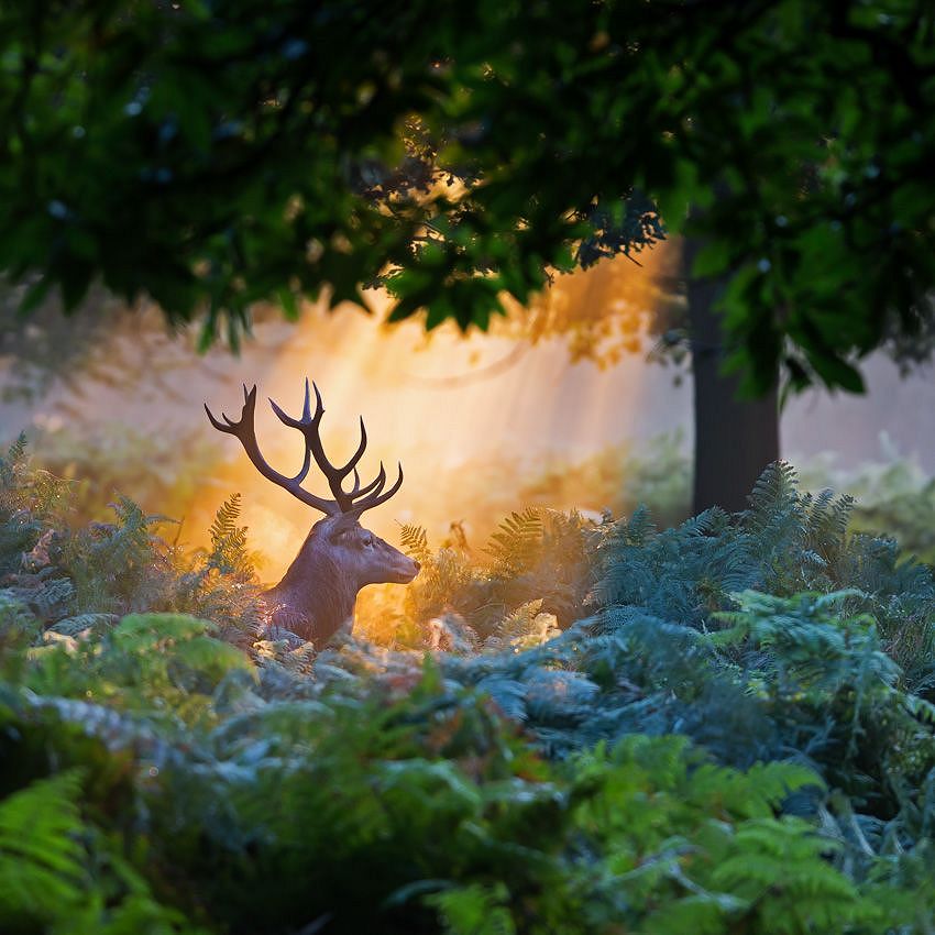 Wildlife