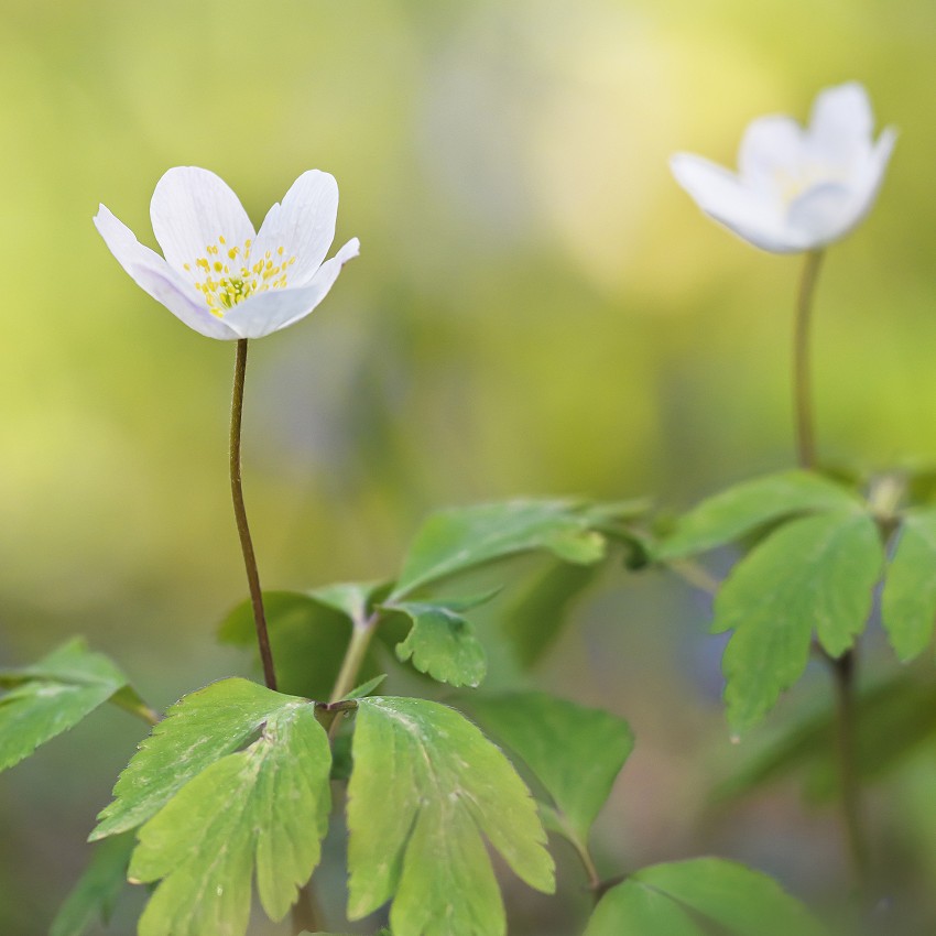 Flora
