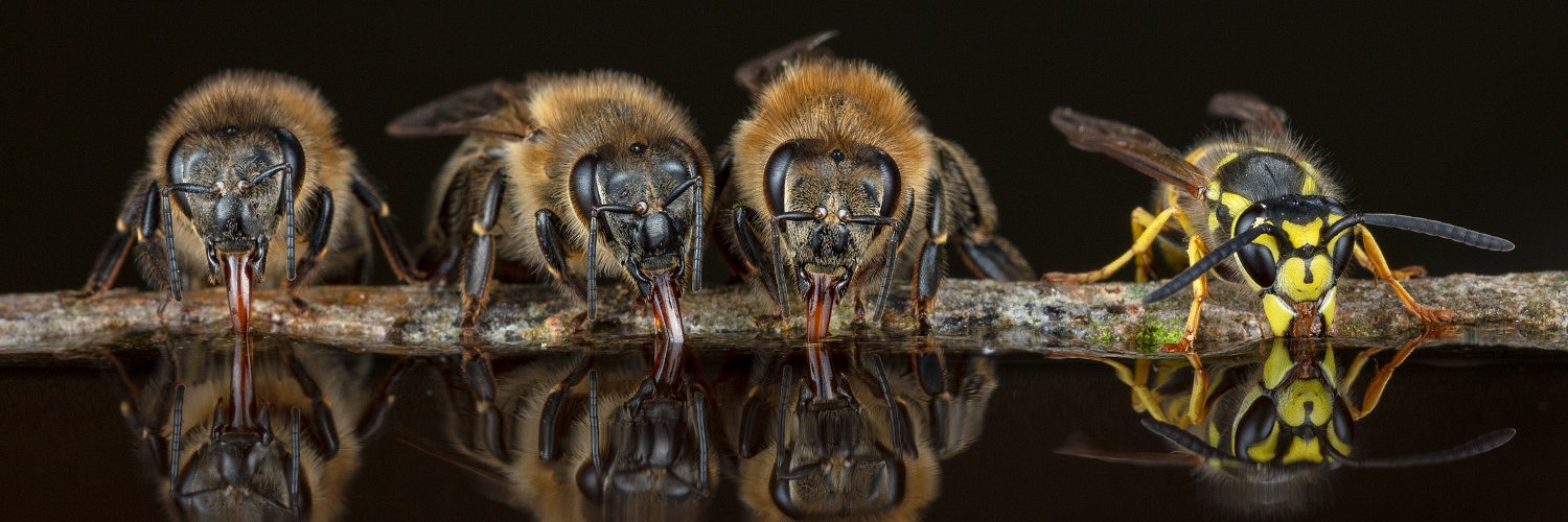 2429974 © Ingo Arndt / Minden Pictures / Biosphoto