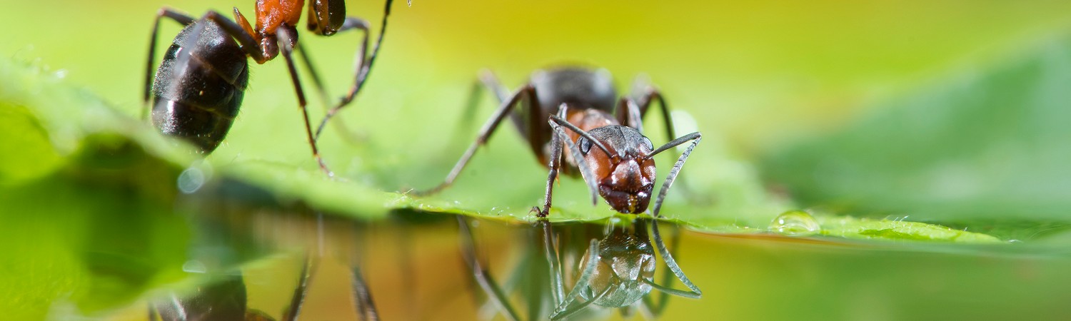 2457302 © Stéphane Vitzthum / Biosphoto