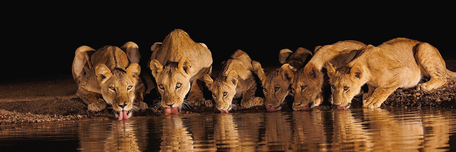 2605453 © Sylvain Cordier / Biosphoto