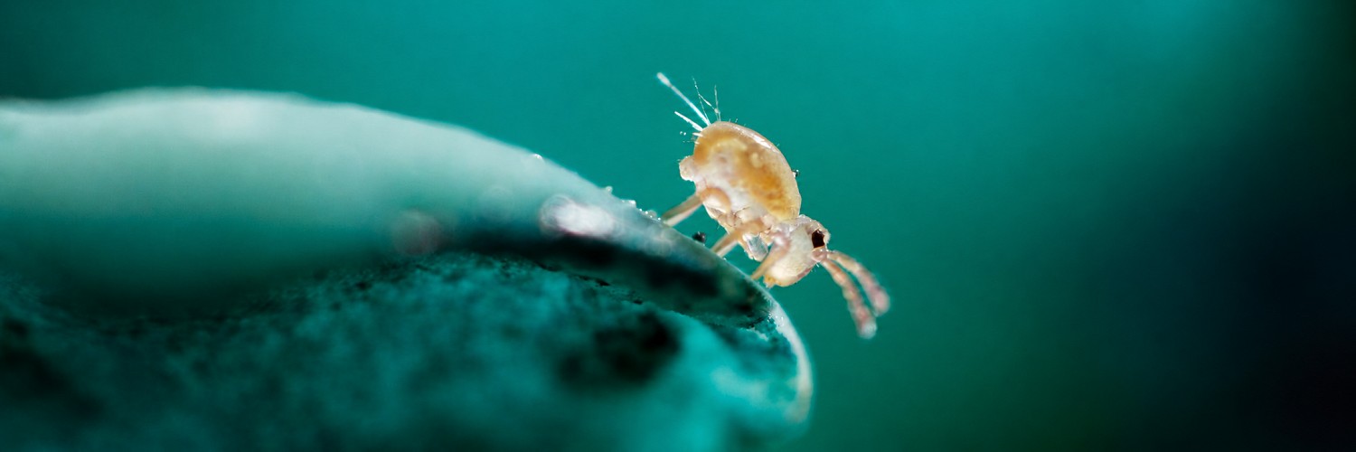 2621414 © Philippe Lebeaux / Biosphoto