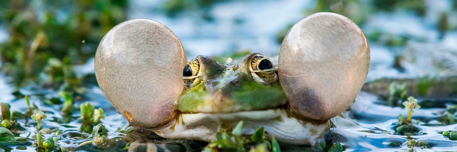 2621734 © Stéphane Vitzthum / Biosphoto