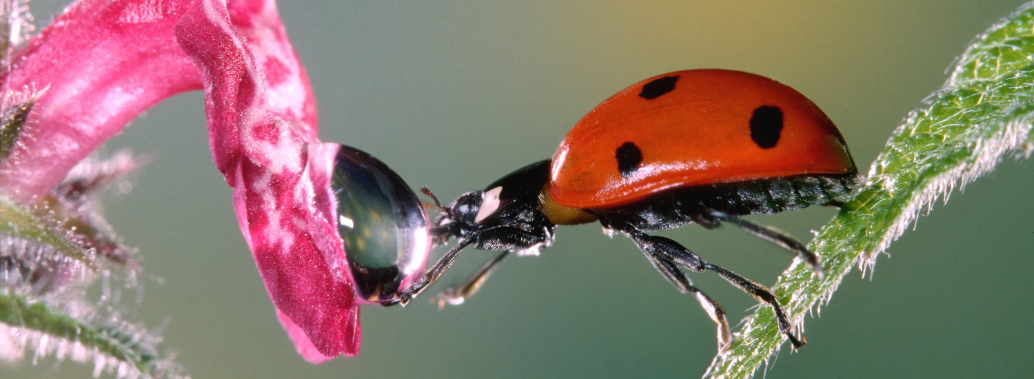 2623196 © Jef Meul / NiS / Minden Pictures / Biosphoto