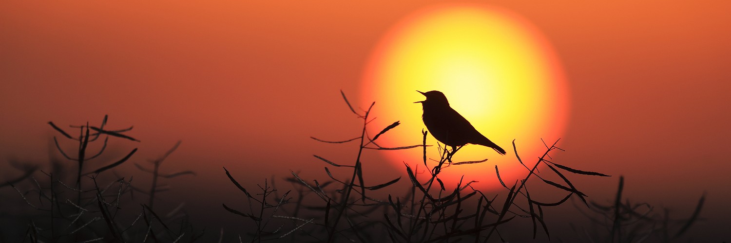 2623267 © Christophe Perelle / Biosphoto