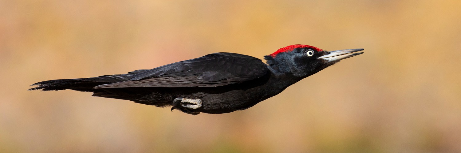 2626166 © Saverio Gatto / Biosphoto