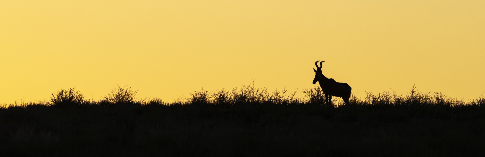 2628244 © Thomas Dressler / Biosphoto