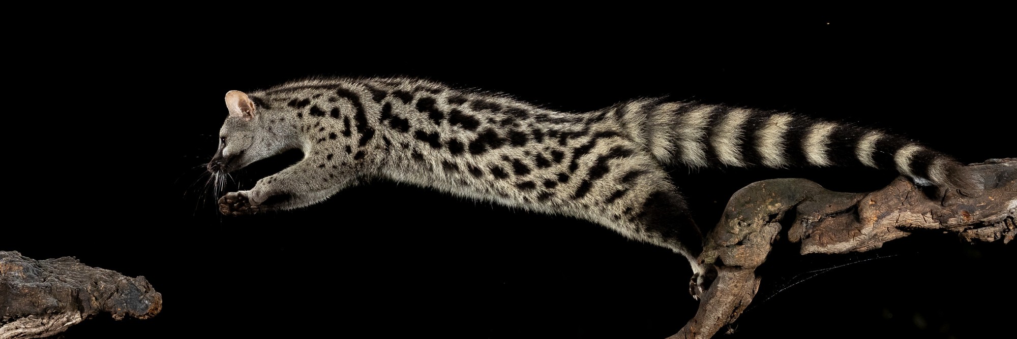 2628639 © Pablo Barrena / Biosphoto
