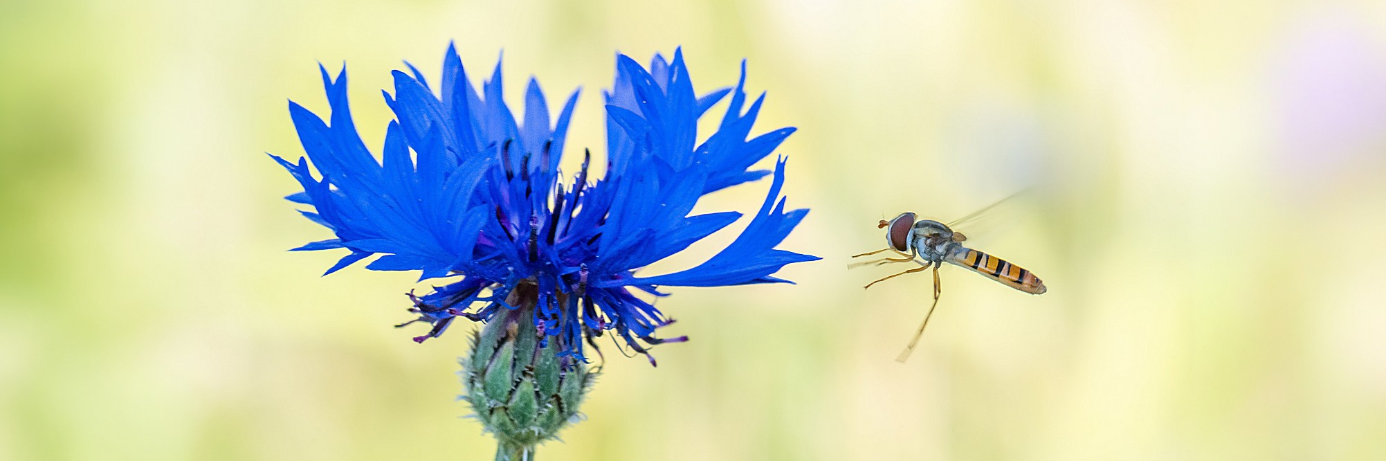 2629056 © Stéphane Vitzthum / Biosphoto