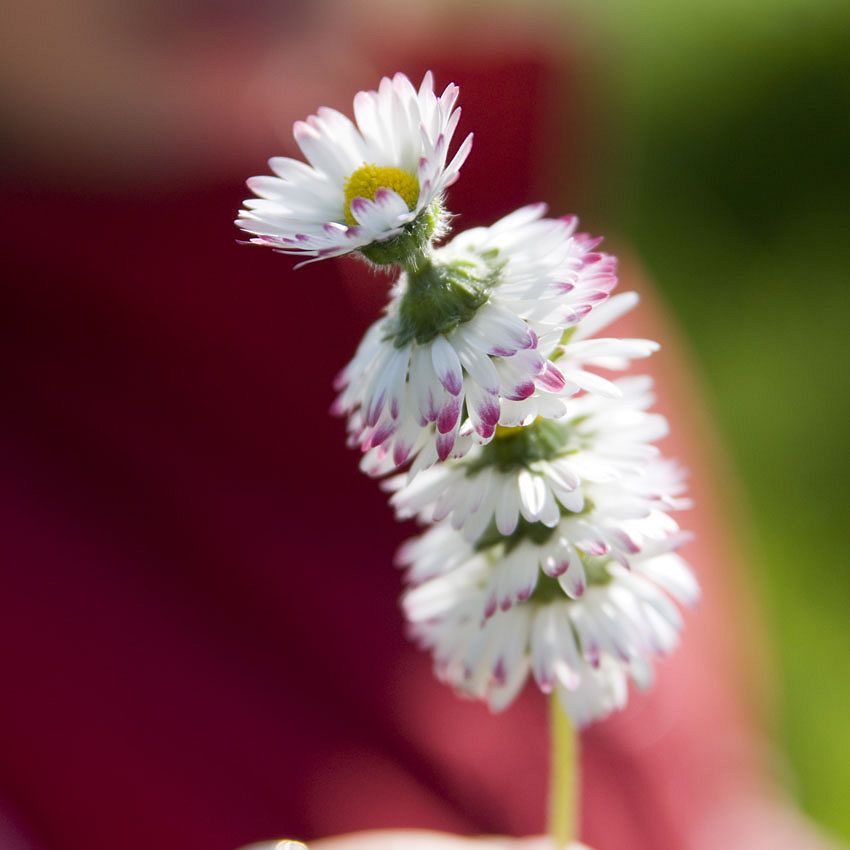 Green Ideas: humans in their Gardens, by M.Chatelain