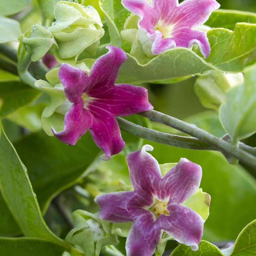 Green Ideas: sweet-smell climbing plants