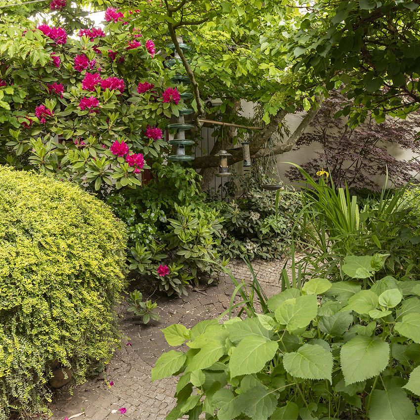 Visite de jardin : le jardin de Püschel en été