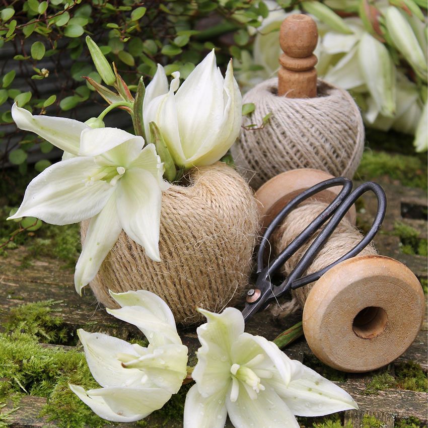 Décoration : Yucca filamentosa