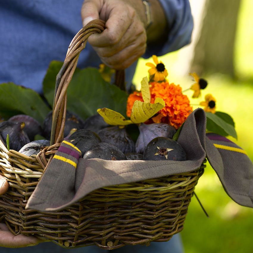 Green Ideas: let's go picking !