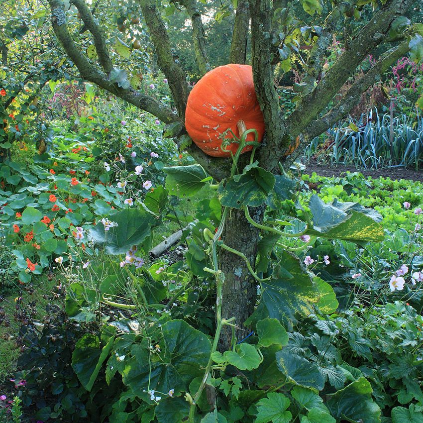 Garden Tour: marie-Ange's Garden