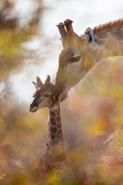 Girafe (Giraffa camelopardalis)