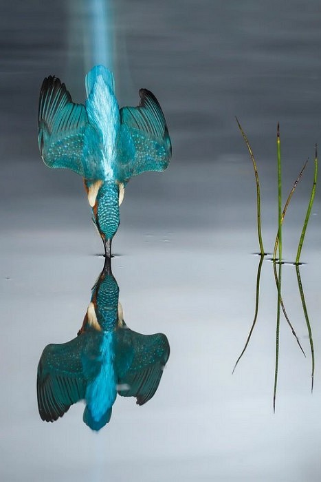 Martin-pêcheur d'Europe (Alcedo atthis)