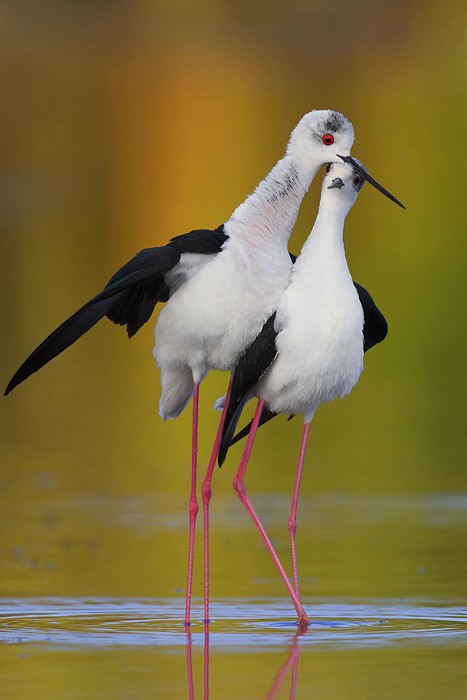 Échasse blanche (Himantopus himantopus)