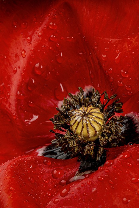 Coquelicot (Papaver rhoeas)