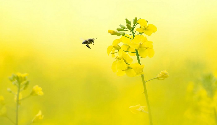Abeille domestique (Apis mellifera)