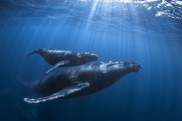 Rorqual à bosse (Megaptera novaeangliae)