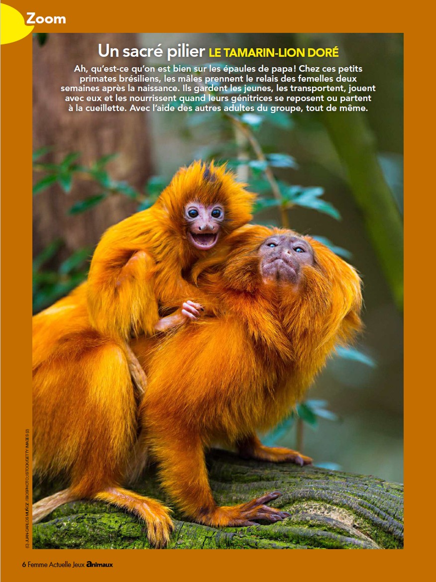 Femme Actuelle Jeux Animaux, mai 2025. Photo Juan-Carlos Muñoz / Biosphoto