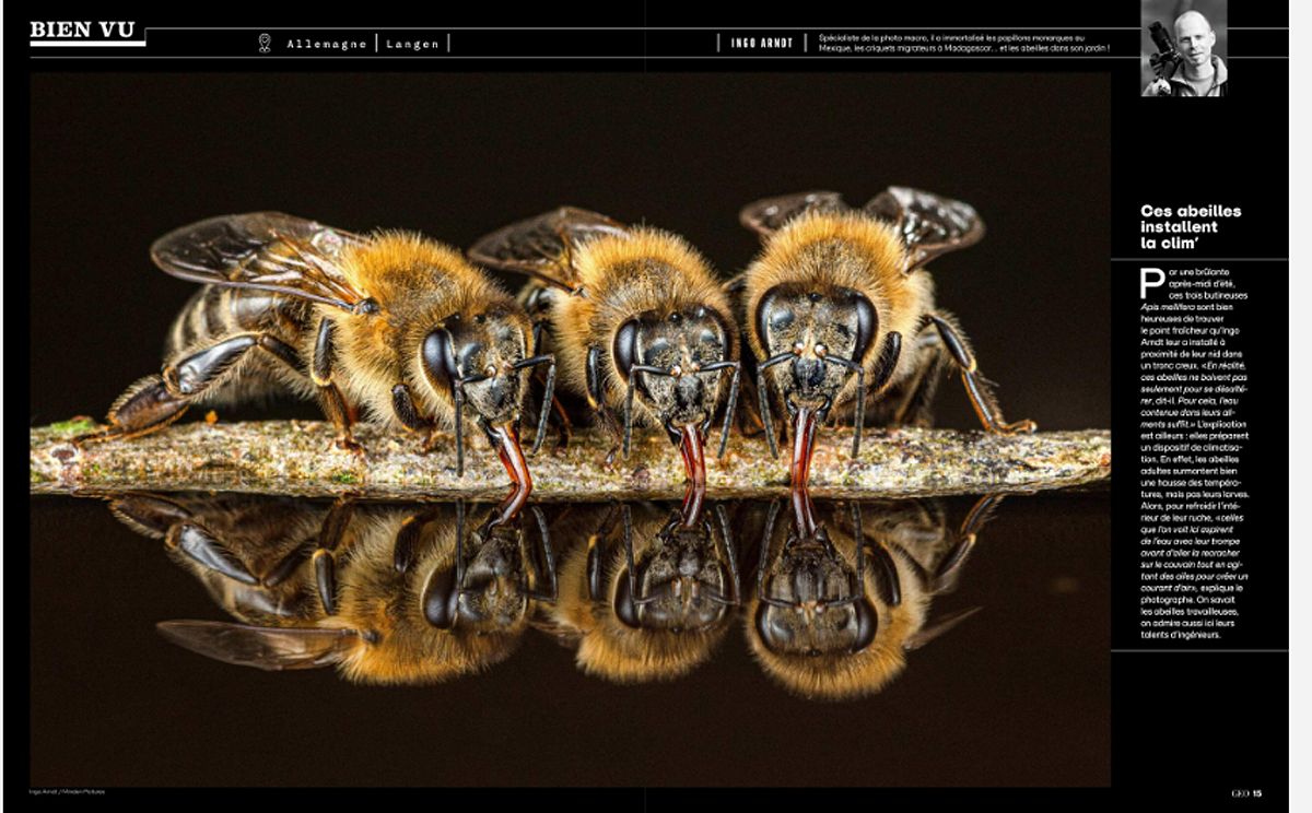 GEO, avril 2024. Photo Ingo Arndt / Minden Pictures / Biosphoto