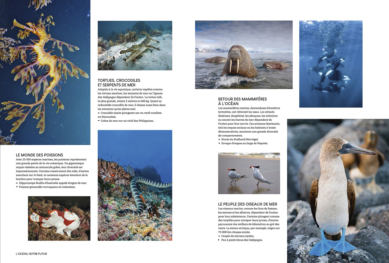 Glénat, février 2026. Livre "L'océan, notre futur". Photos Biosphoto