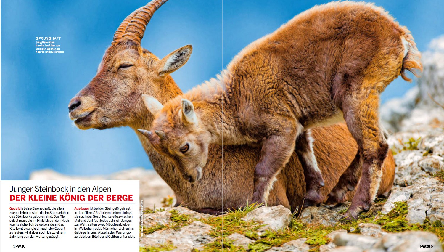 Hörzu, août 2025. Photo Olivier Gutfreund / Biosphoto