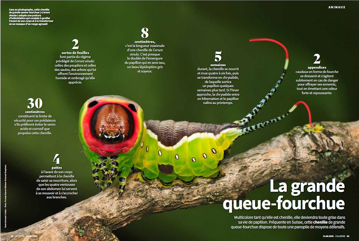 L'Ilustré, août 2025. Photo Minden / Biosphoto