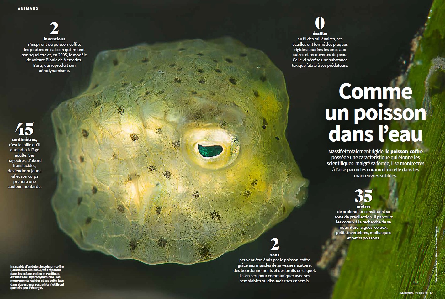 L'Ilustré, septembre 2025. Photo Jean Cassou / Biosphoto