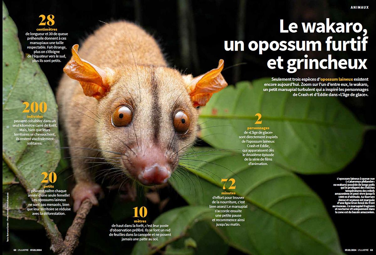 L'illustré, 27 février 2024. Photo Vincent Premel / Biosphoto