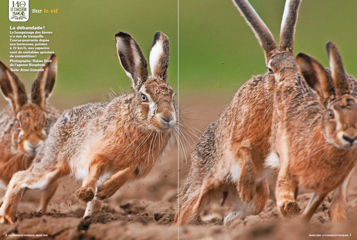 Le Chasseur Français, mars 2026. Photo Ruben Smit / Buiten-Beeld / Biosphoto