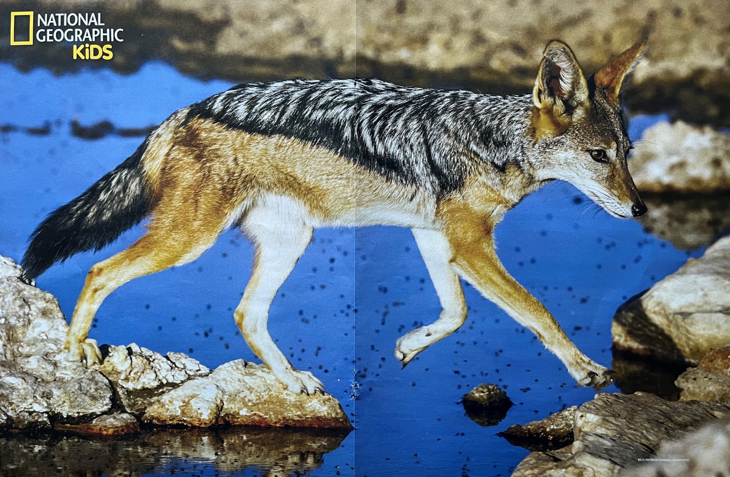 National Geographic Kids, août 2025. Photo Patrice Correia / Biosphoto