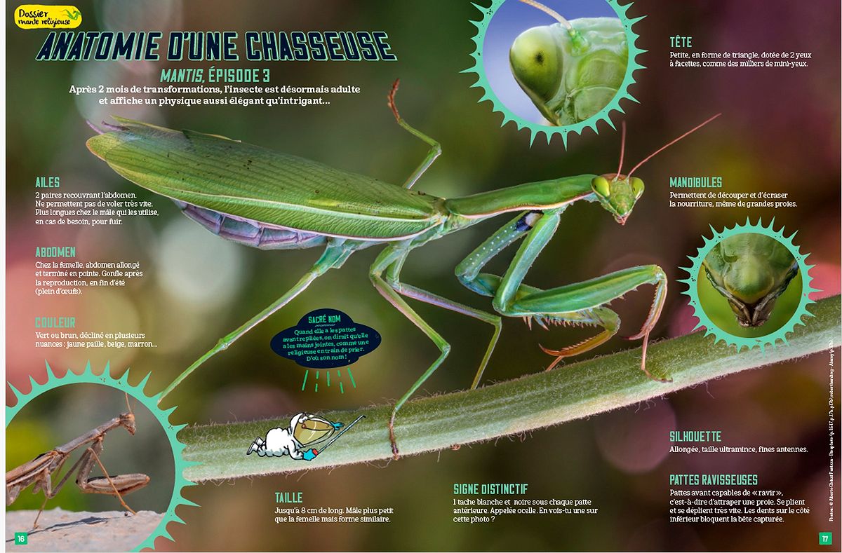 Salamandre, avril 2025. Photo Alberto Ghizzi Panizza / Biosphoto