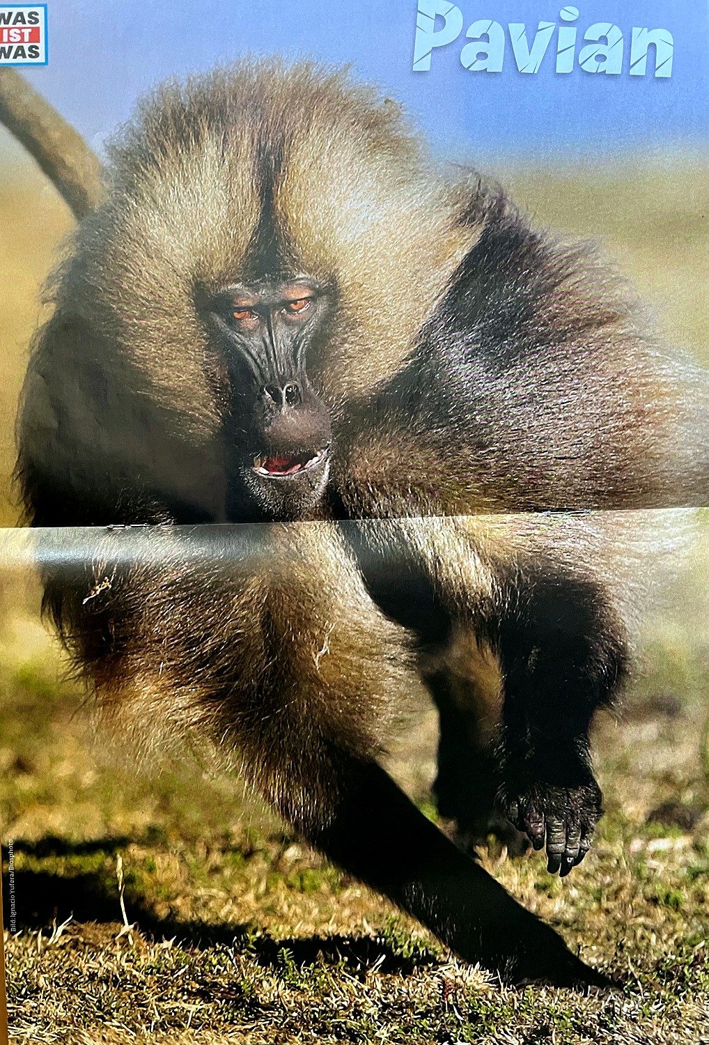 Was ist Was, août 2025. Photo Ignacio Yufera / Biosphoto