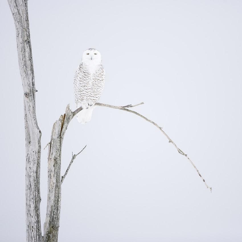 David Allemand